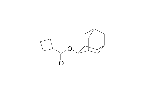 Cyclobutanecarboxylic acid, 2-adamantyl ester