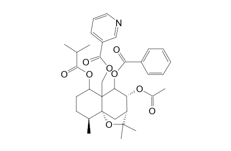 ANGULATUEOID E