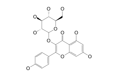 KAEMPFEROL-3-O-GLUCOSIDE