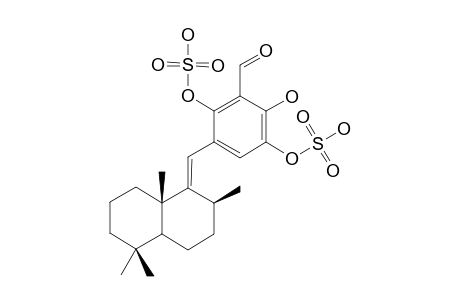 SIPHONODICTYAL_B3