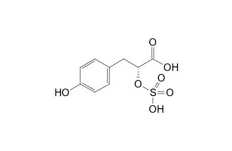 (2R)-3-(p-hydroxyphenyl)-2-sulfooxypropanoic acid