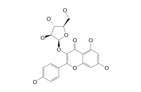 KAMPFEROL-3-O-ALPHA-L-ARABINOFURANOSIDE;JUGLANIN
