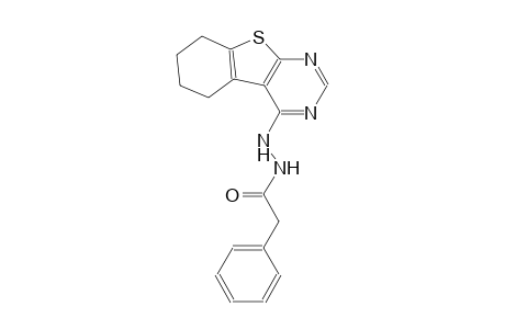2-phenyl-N'-(5,6,7,8-tetrahydro[1]benzothieno[2,3-d]pyrimidin-4-yl)acetohydrazide
