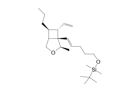 (+-)-[(E)-5'-tert-Butyldimethylsilyloxypent-1'-enyl]-7.alpha.-ethenyl-2-.beta.-methyl-3-oxa-6-.beta.-propylbicyclo[3.2.0]heptane