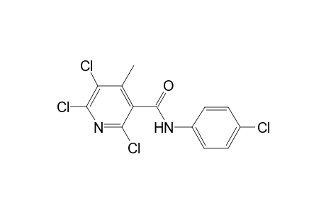 2,5,6-Trichloro-N-(4-chlorophenyl)-4-methylnicotinamide
