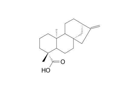 Kaur-16-en-19-oic acid