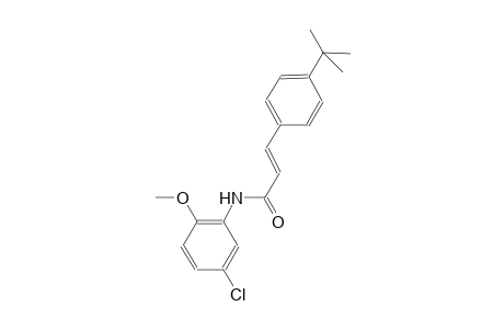 (2E)-3-(4-tert-butylphenyl)-N-(5-chloro-2-methoxyphenyl)-2-propenamide