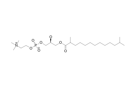 STELLETTACHOLINE-B;1-O-(2,12-DIMETHYLTRIDECANOYL)-SN-GLYCERO-3-PHOSPHOCHOLINE