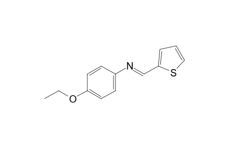N-(2-thenylidene)-p-phenetidine