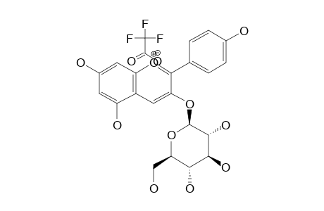 PELARGONIDIN-3-O-BETA-GLUCOPYRANOSIDE