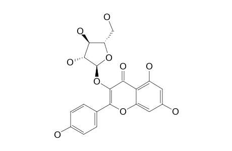 KAEMPFEROL-3-O-ARABINOFURANOSIDE