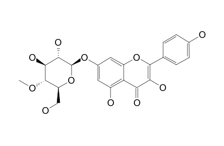 KAEMPFEROL-7-O-BETA-D-4-O-METHYL-GLUCOPYRANOSIDE