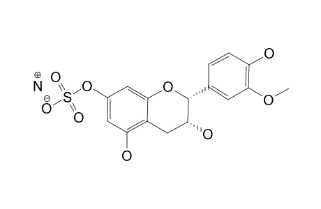 3'-O-METHYLEPICATECHIN-7-SULFATE_AMMONIUM_SALT