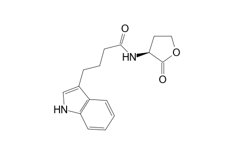 N-(indole-3-butanoyl)-L-homoserine lactone