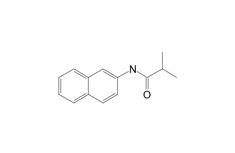 2-Aminonaphthalene, N-(2-methylpropionyl)-