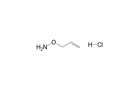 Hydroxylamine, O-2-propenyl-, monohydrochloride