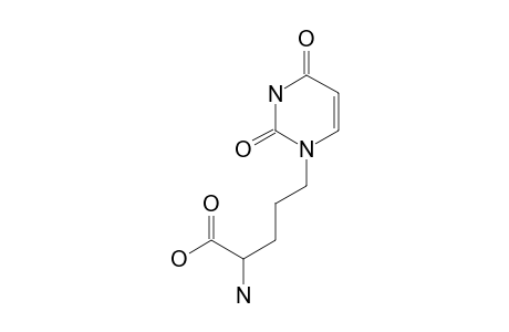 2-amino-5-(2,4-diketopyrimidin-1-yl)valeric acid