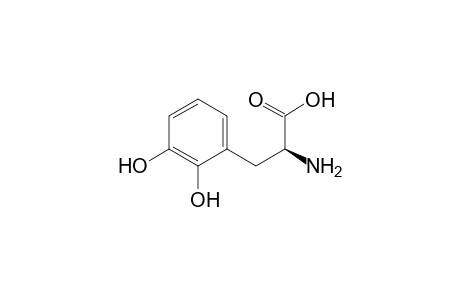 2,3-Dihydroxyphenylalanine