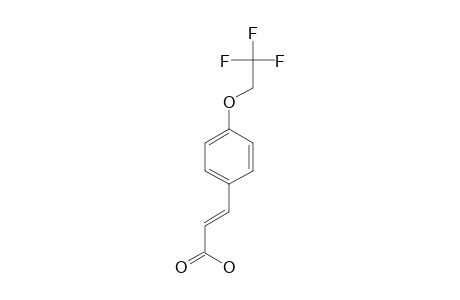 (E)-3-[4-(2',2',2'-TRIFLUOROETHOXY)-PHENYL]-PROP-2-ENOIC_ACID