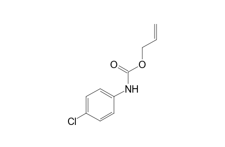 p-Chlorocarbanilic acid, allyl ester