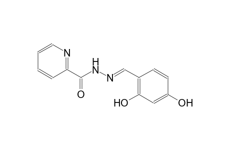N'-[(E)-(2,4-dihydroxyphenyl)methylidene]-2-pyridinecarbohydrazide