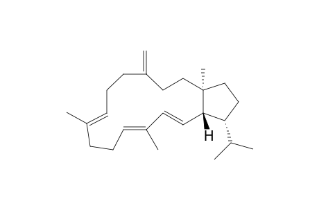 Sesterviolene E