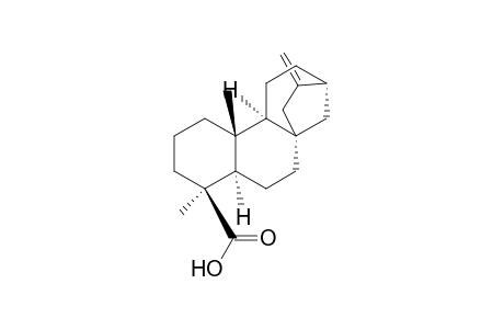 Kaur-16-en-18-oic acid