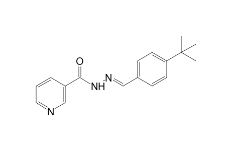 nicotinic acid, (p-tert-butylbenzylidene)hydrazide