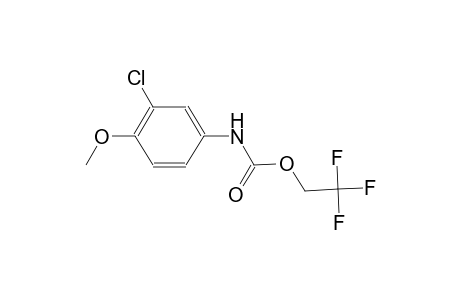carbamic acid, (3-chloro-4-methoxyphenyl)-, 2,2,2-trifluoroethyl ester