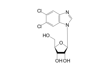 5,6-Dichlorobenzimidazole-1-β-D-ribofuranoside