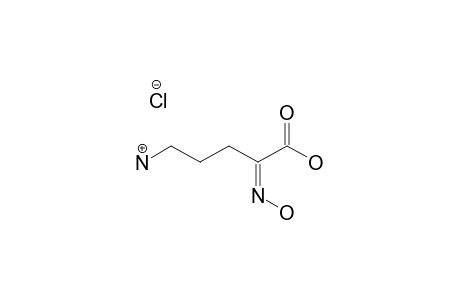 5-AMINO-2-(HYDROXYIMINO)-PENTANOIC-ACID-HYDROCHLORIDE