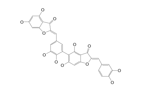 AULACOMNIUMBIAUREUSIDIN