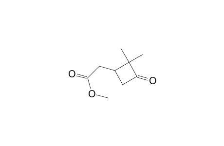 Cyclobutaneacetic acid, 2,2-dimethyl-3-oxo-, methyl ester