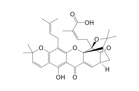 Isomorellic acid