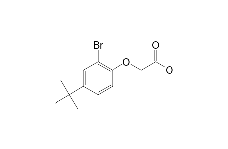 (2-Bromo-4-tert-butylphenoxy)acetic acid