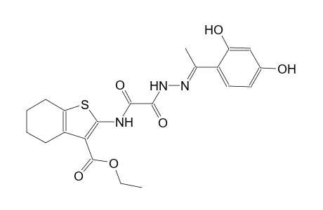 ethyl 2-{[{(2E)-2-[1-(2,4-dihydroxyphenyl)ethylidene]hydrazino}(oxo)acetyl]amino}-4,5,6,7-tetrahydro-1-benzothiophene-3-carboxylate