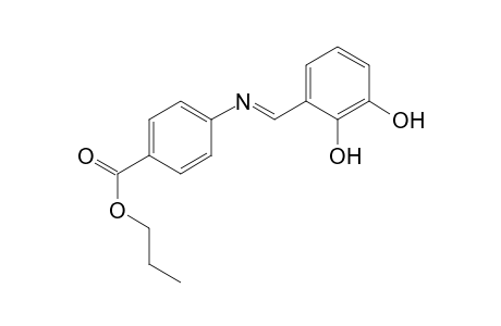 Propyl 4-([(E)-(2,3-dihydroxyphenyl)methylidene]amino)benzoate