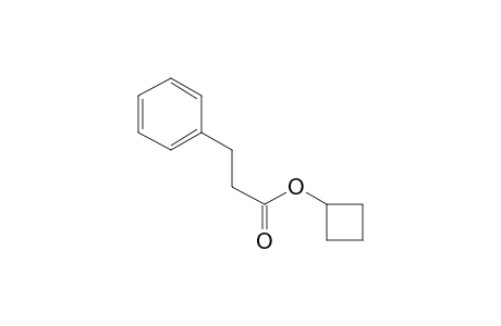 3-Phenylpropanoic acid, cyclobutyl ester