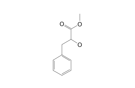 PAPULINE