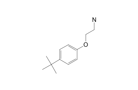 2-(4-Tert-butylphenoxy)ethanamine