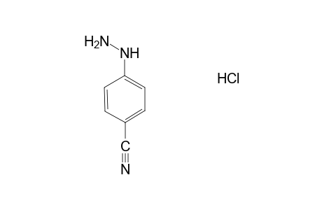 4-Cyanophenylhydrazine, hydrochloride