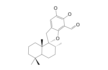 CORALLIDICTYAL_D