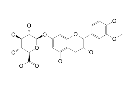 3'-O-METHYLEPICATECHIN-7-O-BETA-D-GLUCURONIDE
