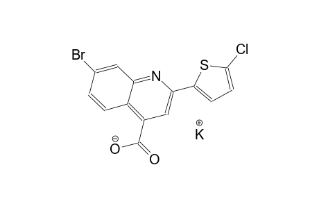 potassium 7-bromo-2-(5-chloro-2-thienyl)-4-quinolinecarboxylate