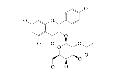 KAEMPFEROL-3-O-BETA-(2''-ACETYL)-GALACTOPYRANOSIDE