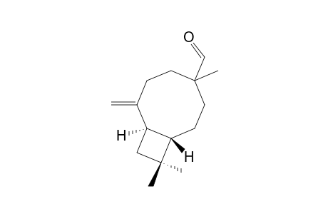4,10,10-TRIMETHYL-7-METHYLENEBICYClO-[6.2.0]-DECENE-4-CARBOXALDEHYDE