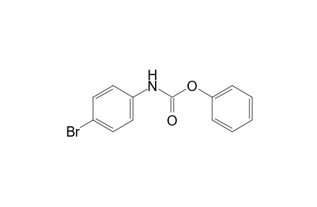 p-bromocarbanilic acid, phenyl ester