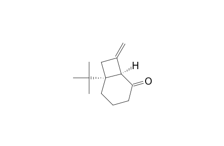 (1R,6R)-6-tert-butyl-8-methylene-2-bicyclo[4.2.0]octanone