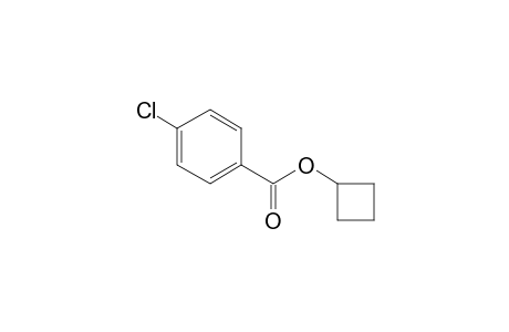 Cyclobutyl 4-chlorobenzoate