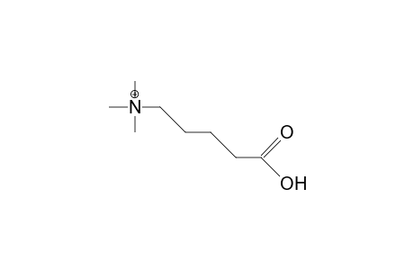 5-Amino-valeric acid, betaine cation